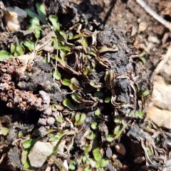 Fragrant Macewort thumbnail 2