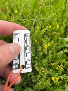 Yellow Serradella thumbnail 2