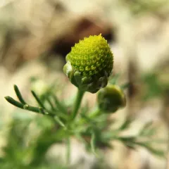 pineapple-weed thumbnail 4