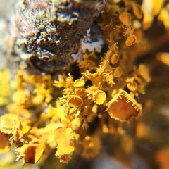 Golden-eye Lichen thumbnail 3