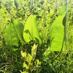 prairie dock thumbnail 1