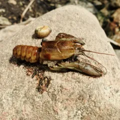 Rusty Crayfish thumbnail 1