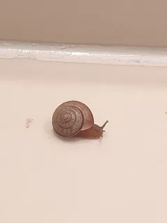 Asian Tramp Snail thumbnail 3