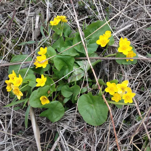 marsh marigold