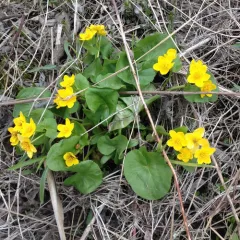 marsh marigold thumbnail 1
