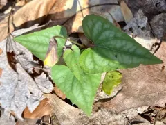 Halberd-leaved violet thumbnail 3