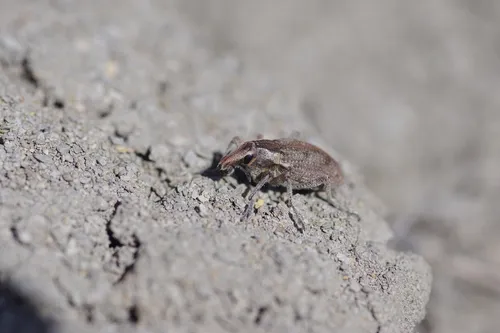 Stephanocleonus confusus