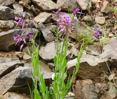 Sicklepod Rockcress thumbnail 3