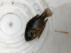 Banded Sunfish thumbnail 3