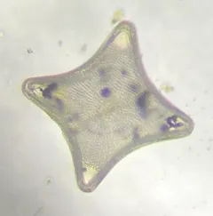 Trigonium arcticum thumbnail 1