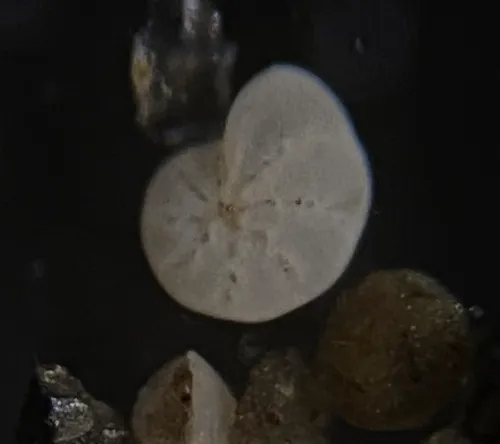 Cribroelphidium incertum