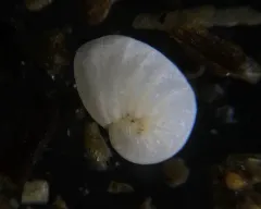 Nonionella auricula thumbnail 1