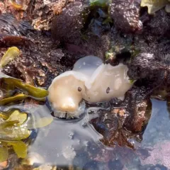 San Diego Dorid thumbnail 3