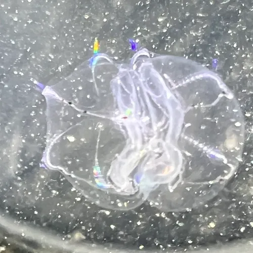 Canadian Comb Jelly