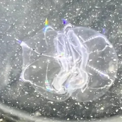 Canadian Comb Jelly thumbnail 1