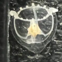 Hanging Stomach Jelly thumbnail 4