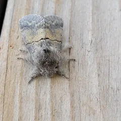 Lintner's Gluphisia Moth thumbnail 4