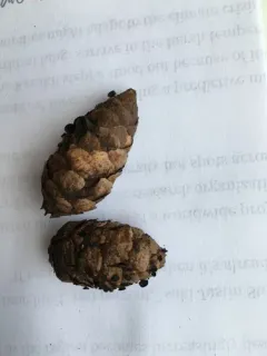Piceomphale bulgarioides thumbnail 4