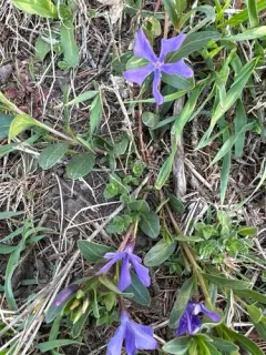 Herbaceous Periwinkle thumbnail 2