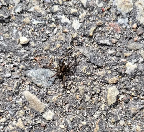 Ground wolf spider