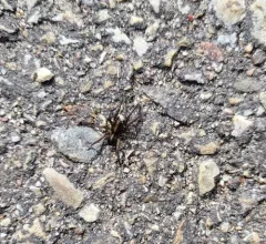 Ground wolf spider thumbnail 1