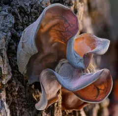 Auricularia angiospermarum thumbnail 3