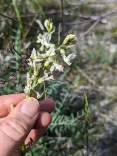Leiberg's Milkvetch thumbnail 2