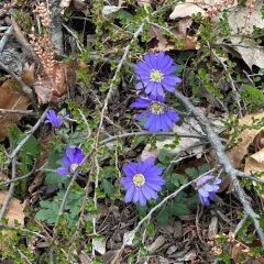 Greek Anemone thumbnail 2