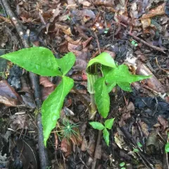 Jack-in-the-Pulpit thumbnail 3