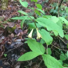 American fly-honeysuckle thumbnail 2