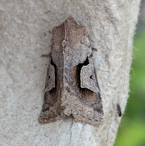Acerra normalis