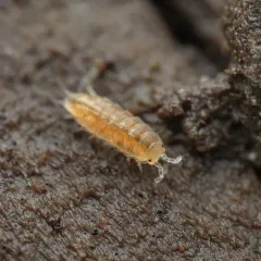 Least Pygmy Woodlouse thumbnail 3
