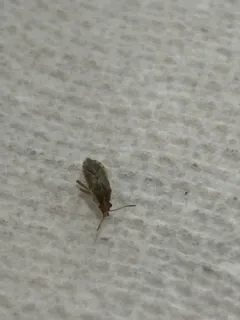 Brachycarenus tigrinus thumbnail 3