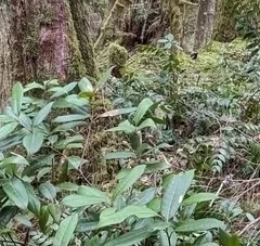 Cameraria tildeni