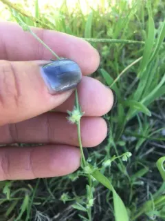 little pectocarya thumbnail 2