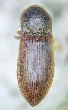 Dusky Wireworm thumbnail 2