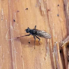 Oedoparena glauca thumbnail 2