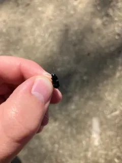 Xestonotus lugubris thumbnail 2