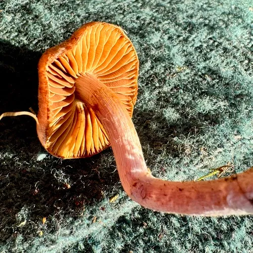 Cortinarius tuolumnensis