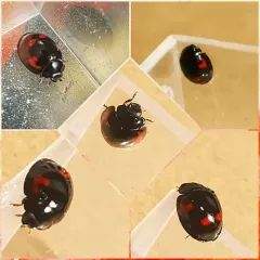 Pine Ladybird thumbnail 3