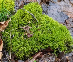 Waterside Feather Moss thumbnail 1