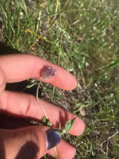 Rancheria clover thumbnail 2