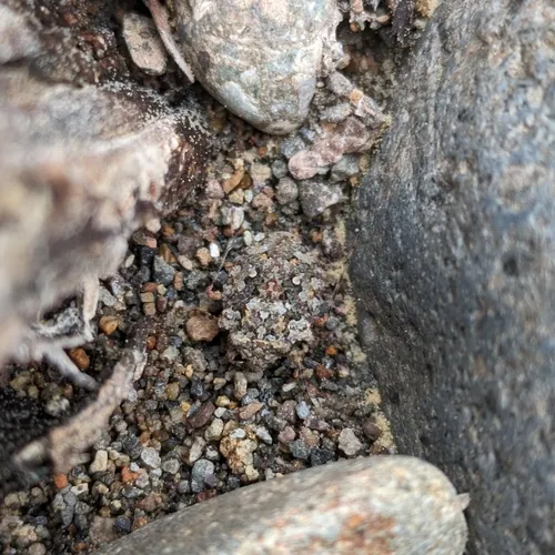 Big-eyed Toad Bug