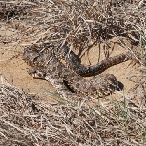 Plains Hognose Snake