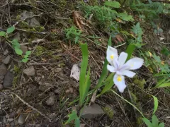 Clackamas Iris thumbnail 4