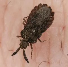 Aradus robustus thumbnail 1