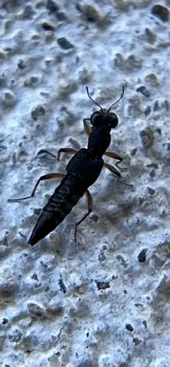 Stenus clavicornis thumbnail 2