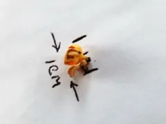 Lachnellula hyalina thumbnail 2