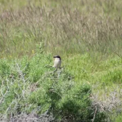 Loggerhead Shrike thumbnail 4
