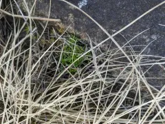 Sticky-stem Pearlwort thumbnail 1